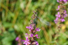 Chalcolestes viridis