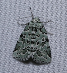 Bryolymnia viridata