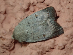 Caradrina aspersa