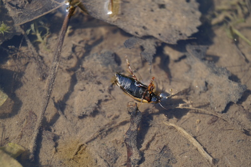 large-grooved diving beetle, Noord-Brabant, NL, photo 6 of 10