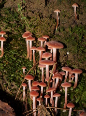Laccaria canaliculata