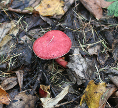 Suillus asiaticus