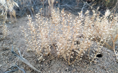 Lepidium lasiocarpum
