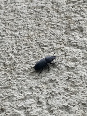 Dorcus parallelipipedus