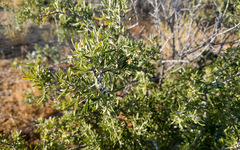 Prunus fasciculata