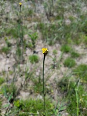 Xyris louisianica
