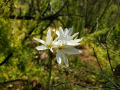 Leucocoryne ixioides