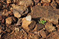 Euchrysops cnejus cnejus