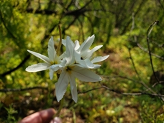 Leucocoryne ixioides