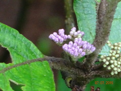 Callicarpa tomentosa
