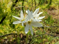 Leucocoryne ixioides