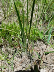 Xyris louisianica