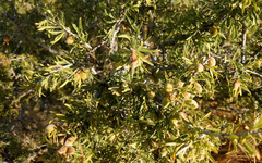 Prunus fasciculata