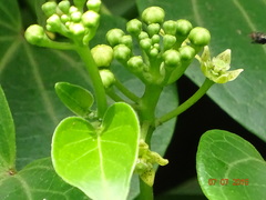 Cipadessa baccifera