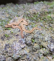 Geonemertes pelaensis