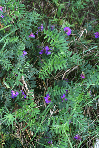 lovely vetch