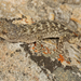 Swartberg Leaf-toed Gecko - Photo (c) Courtney Hundermark, some rights reserved (CC BY-NC), uploaded by Courtney Hundermark