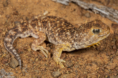 Ptenopus garrulus maculatus