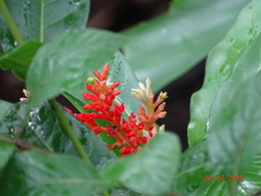 Rauvolfia serpentina