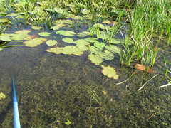 Potamogeton compressus