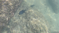 Halichoeres notospilus