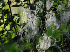 Clematis dioica