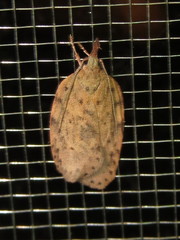 Enchocrates picrophylla
