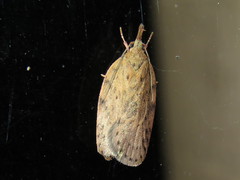 Enchocrates picrophylla