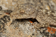 Ramigekko swartbergensis