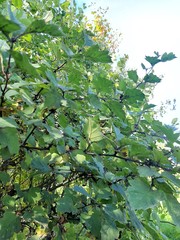 Crataegus maximowiczii