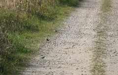 Motacilla alba