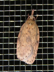 Enchocrates picrophylla