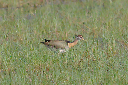 Metopidius indicus