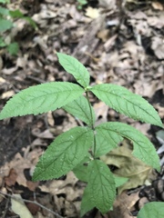 Veronicastrum virginicum