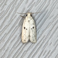 Scythropiodes issikii