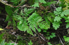 Cystopteris montana