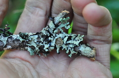 Hypogymnia occidentalis