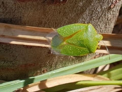 Chinavia pallidoconspersa