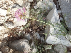 Centranthus angustifolius