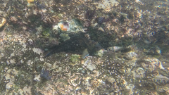 Ophioblennius steindachneri