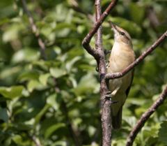 Acrocephalus arundinaceus