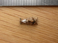 Arrade leucocosmalis