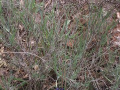 Bupleurum fruticescens