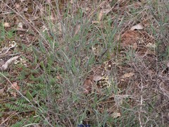 Bupleurum fruticescens