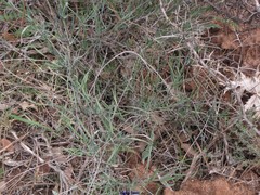 Bupleurum fruticescens