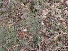 Bupleurum fruticescens