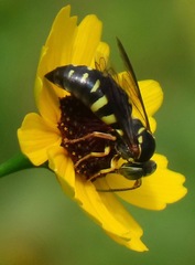 Bicyrtes insidiatrix