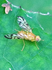 Acidia cognata