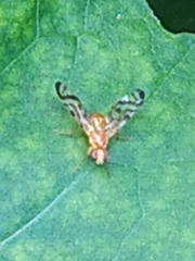 Acidia cognata