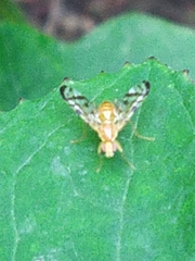 Acidia cognata